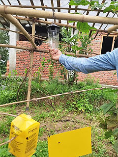Demonstration of pheromone trap, lure trap and yellow sticky trap of IPM tools.