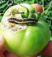 Damages of vegetables by pest.