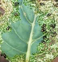 Damages of vegetables by pest.
